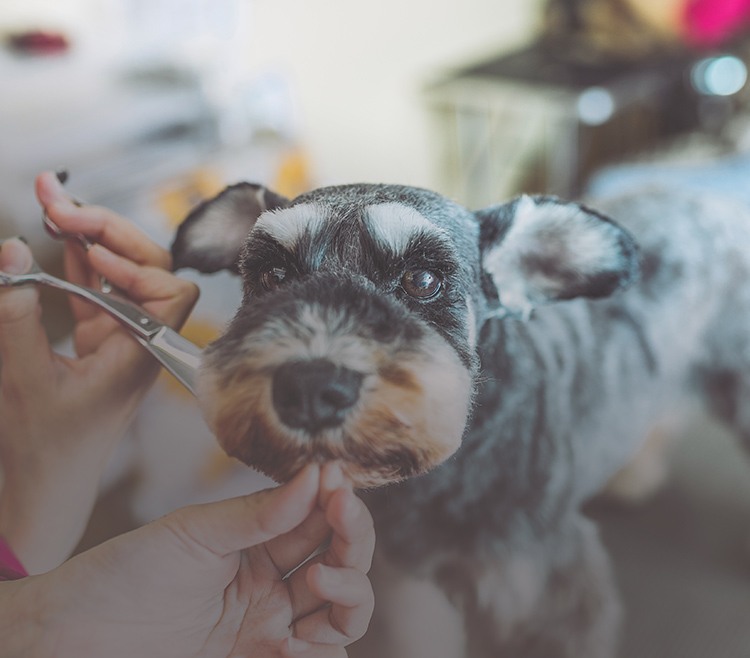 鳥政畜犬店